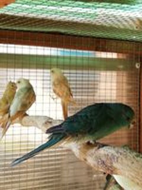   kakariki toutes couleur baguer 2025 