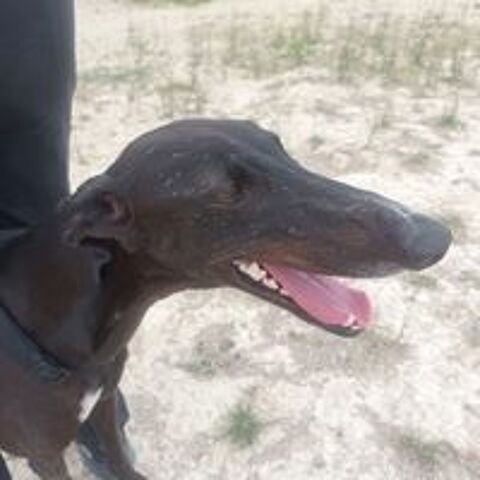   A l'adoption : RASMIA💛, merveilleuse galga de 2 ans  