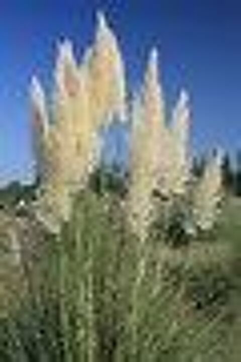 Plante d'ornement. 10 Le Bourget-du-Lac (73)