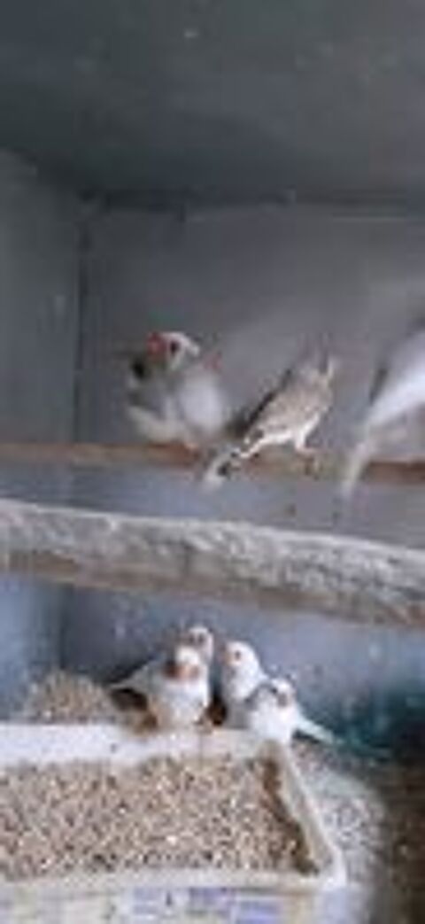   OISEAUX DE CAGES  
