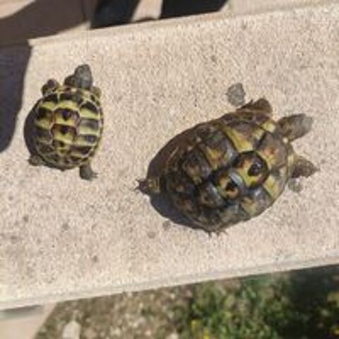   Tortues de terre hh 