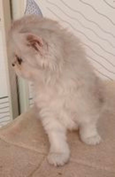   Magnifique chaton femelle persan chinchilla 

