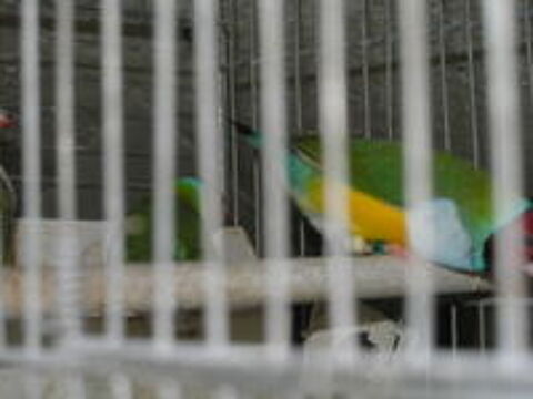   diamant de gould  