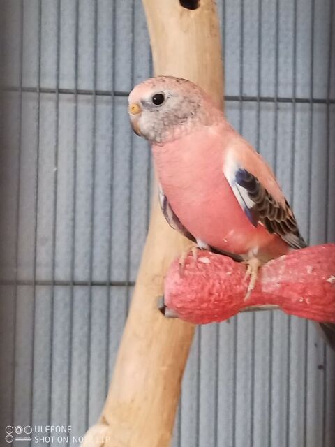 perruche bourke 30 80800 Corbie