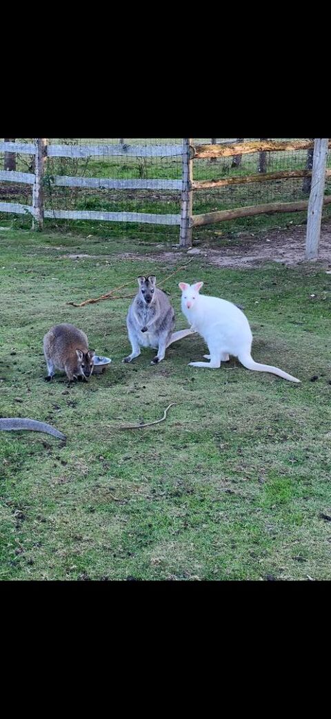 Wallaby m&agrave;&cent;le 0 72000 Le mans