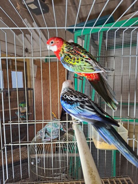 omnicolore mutation  o&ugrave; porteur .et perruche Barnard 0 29720 Tr�ogat