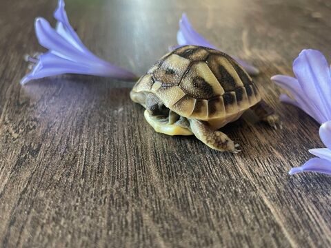 Tortue de terre Hermann 60 26250 Livron-sur-drme