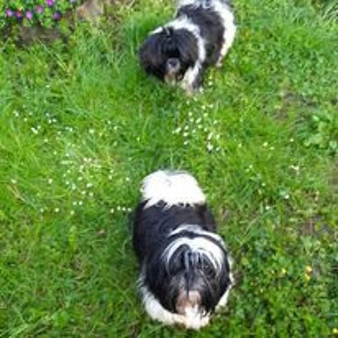 CHIOTS DISPONIBLES  03/10/2023
LOF père et mère
nés le 03/08 800 71350 Saint-loup-ganges