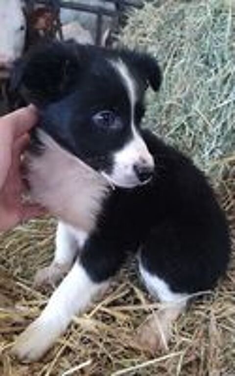   chiots border collie 