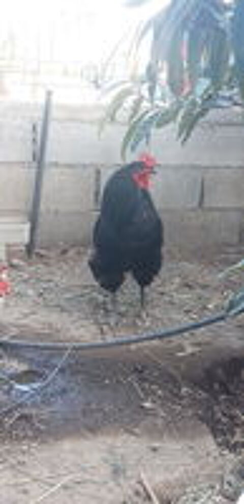   Coq X araucana  