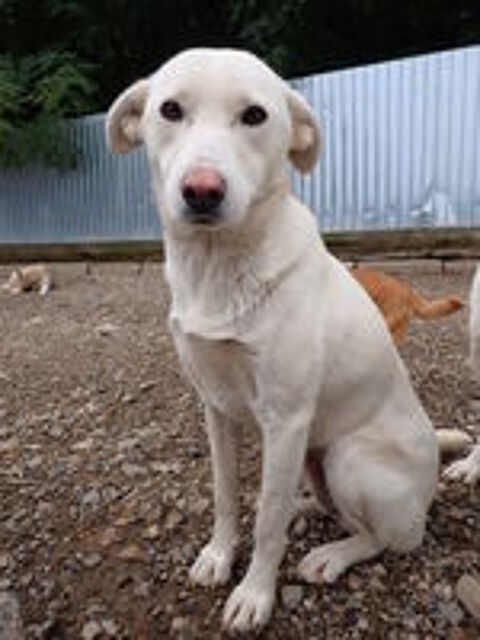   Wikie à l'adoption 