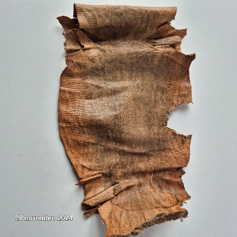 Peau de cuir de l�zard - Couleur et aspect naturel, 19 Saumur (49)