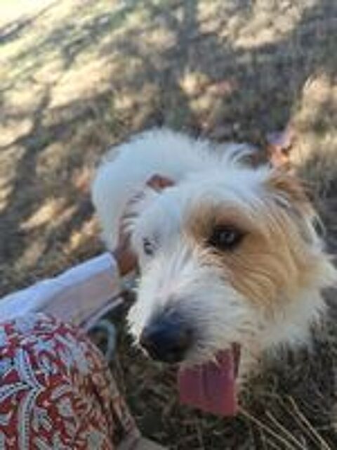   Jack Russel 