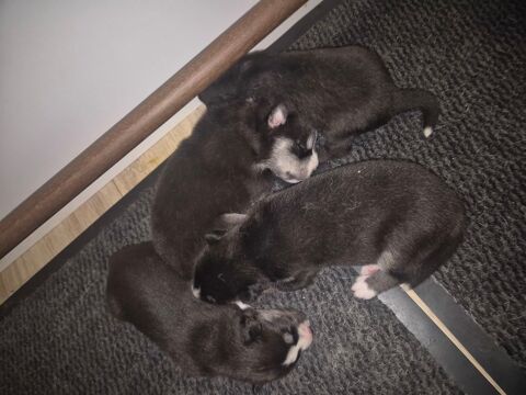 Chiots LOF 1000 80600 Beauquesne