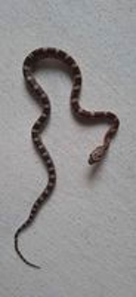   Serpent des bls Juvnile  