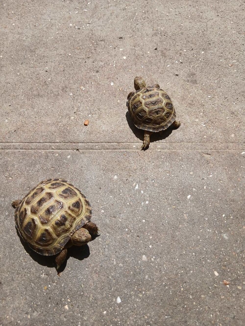 Tortues de terre (steppes, horsfield) 