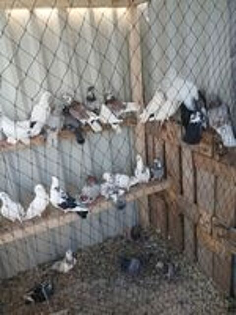   Jeunes pigeons  