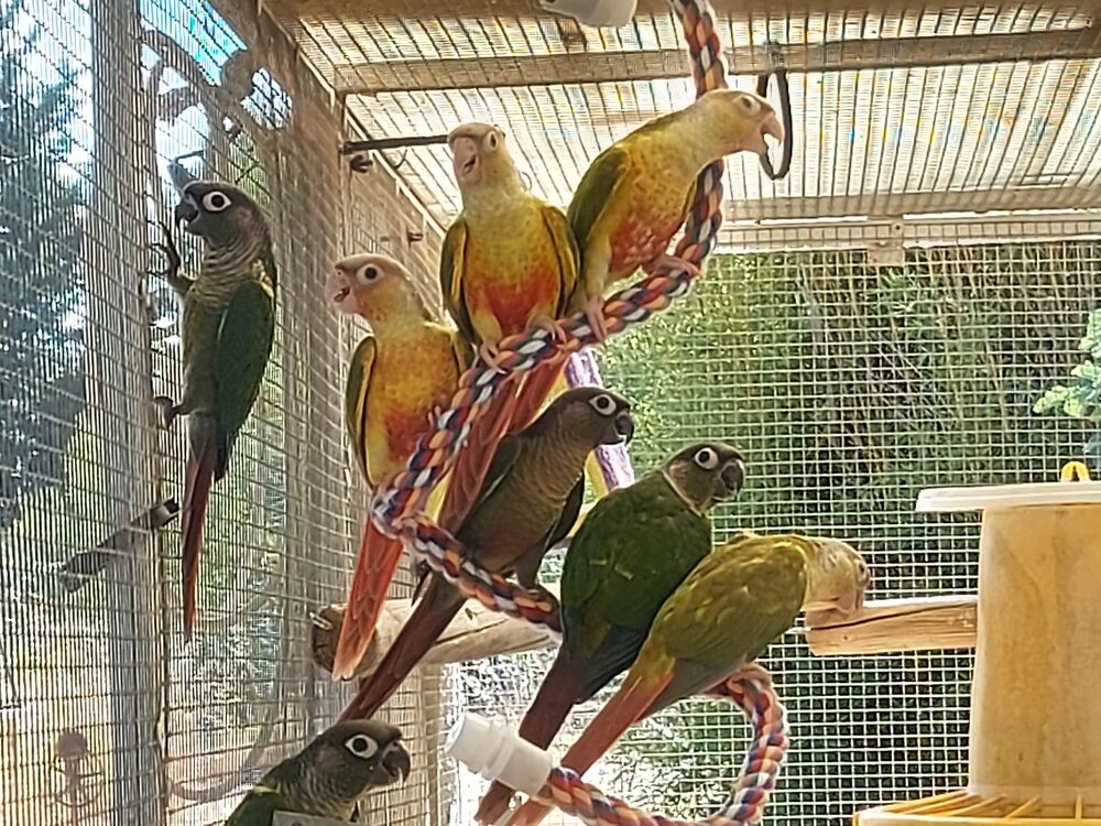   Perroquets pirrhura  