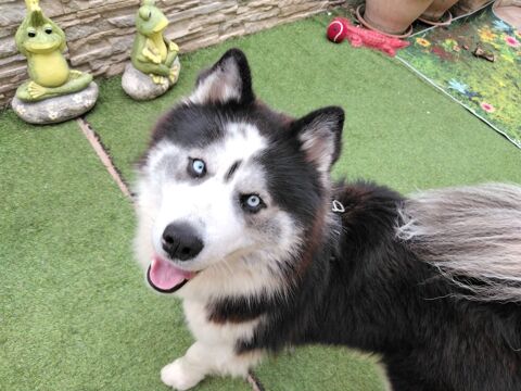 Bonjour, j ai un tr&egrave;s beau m&acirc;le husky poils longs, 0 83200 Toulon