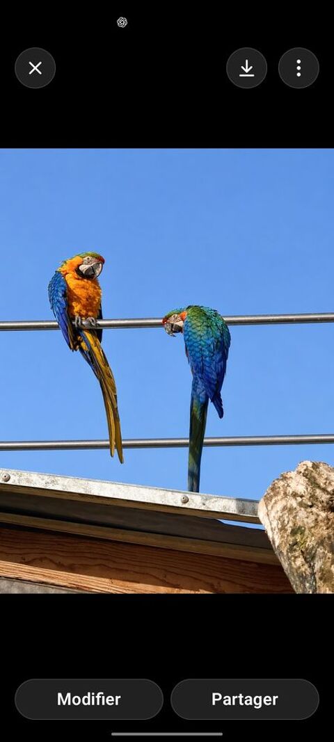 Couple Cacato&egrave;s CATALINA 2800 46340 Salviac