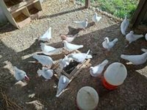   PIGEONS REPRODUCTEURS 