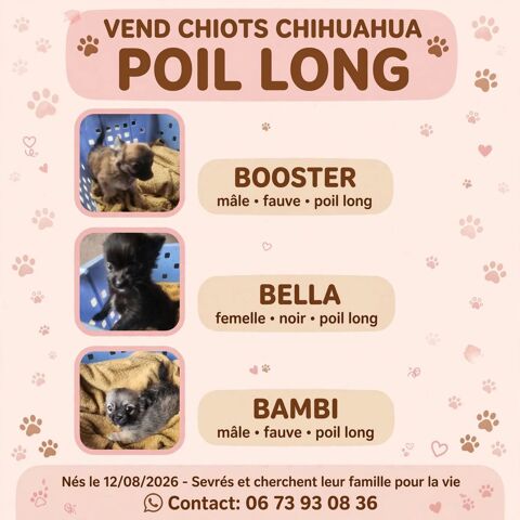 Chiots chihuahua  800 56800 Guillac