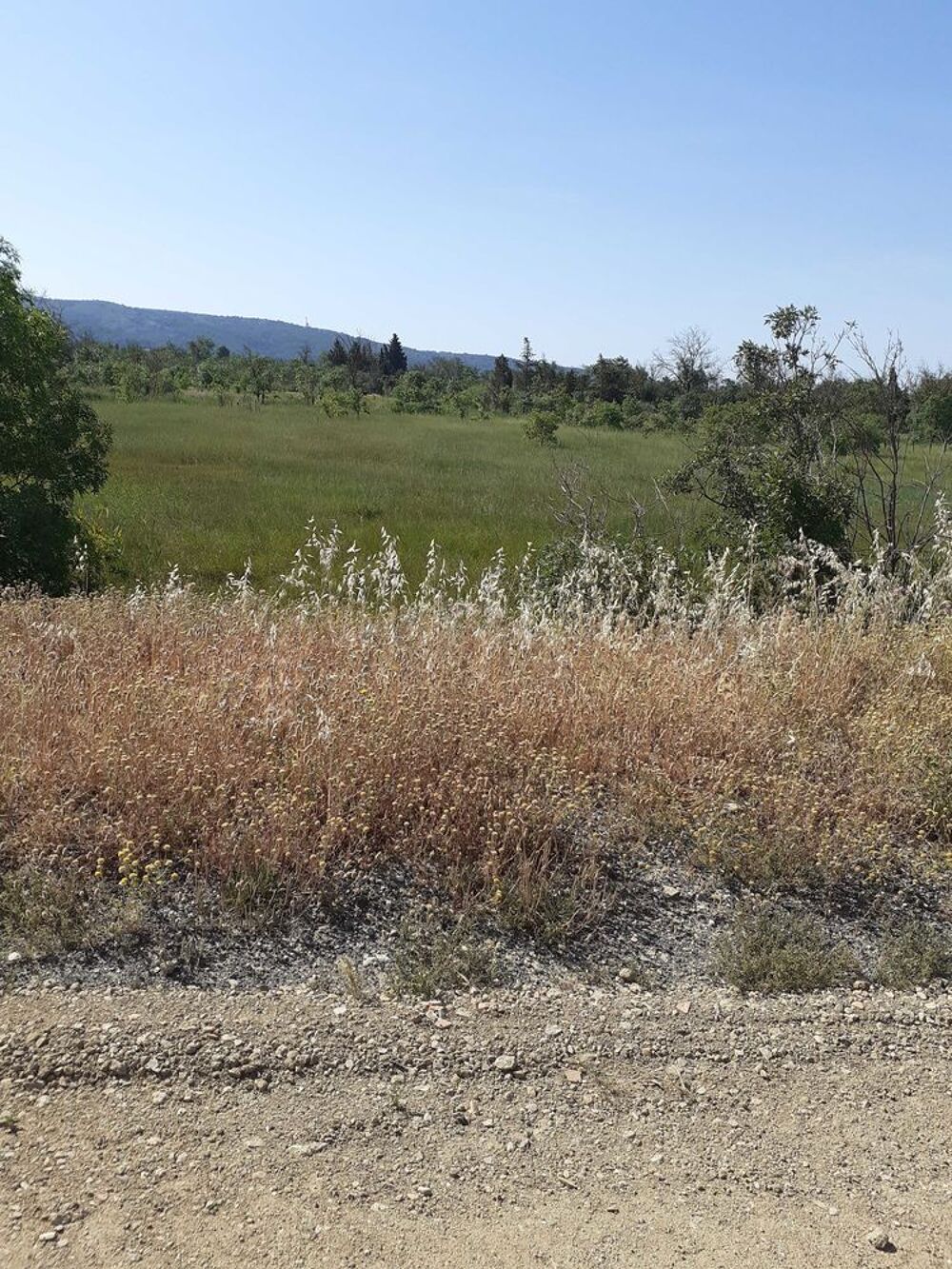 Vente Terrain terrain de loisirs route de Narbonne Plage à 10 minutes de Carrefour 2000 m arboré en bordure de route 10000 € Narbonne
