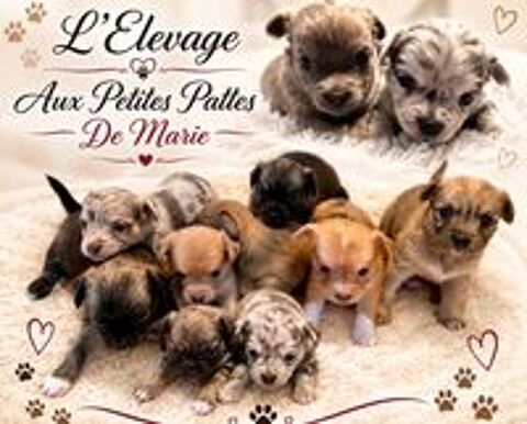   Chiot Chihuahua  