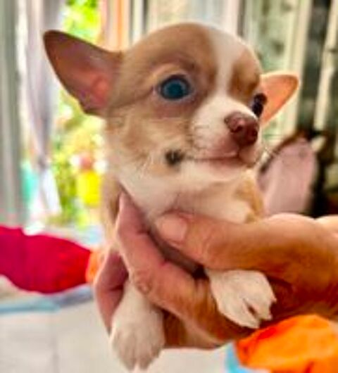   Bb femelle chihuahua  