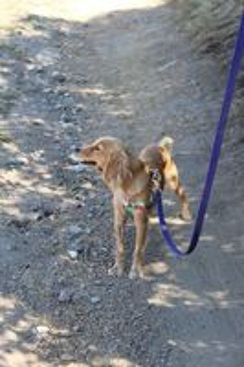   A L'ADOPTION AMELIE 