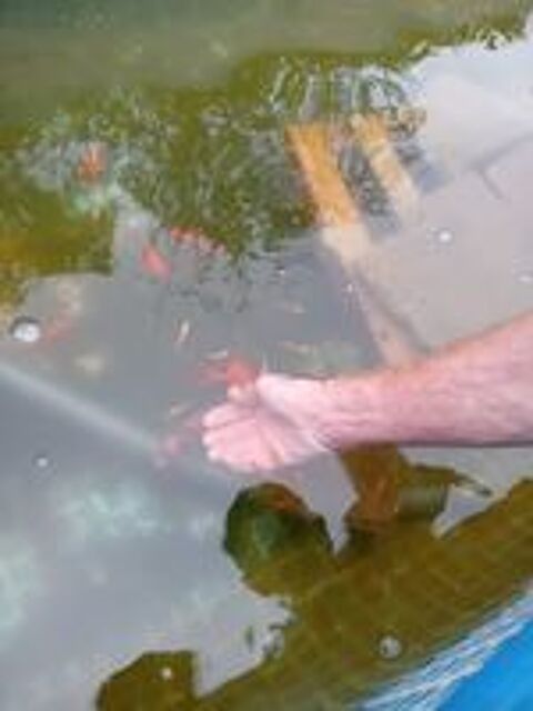   poissons rouges 