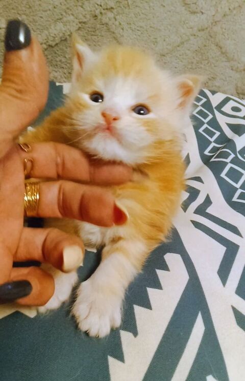 Magnifique Bébé Maine Coon mâle Red Silver 1600 77300 Fontainebleau