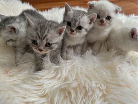 4 chatons Scottish straight fold 1000 57450 Farbersviller