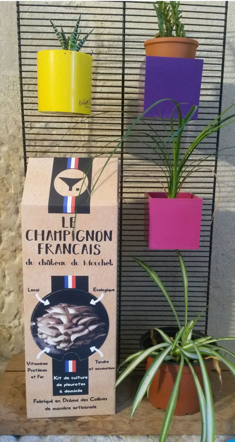 kit &agrave; champignons carton 6 pousses id&eacute;e cadeau No&euml;l &eacute;cologique p&eacute;dagogique ludique Jardin