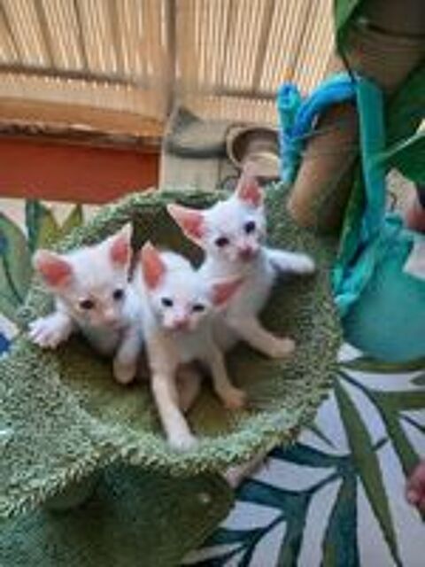   Chatons croisé cornish rex -maine coon recherche famille 
