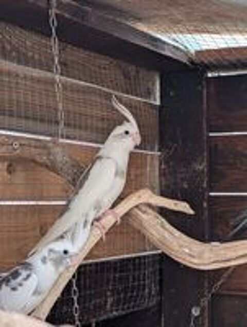   Kakarikis et calopsittes  
