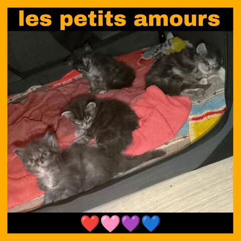 Maine coon loof 1400 77460 Souppes-sur-loing