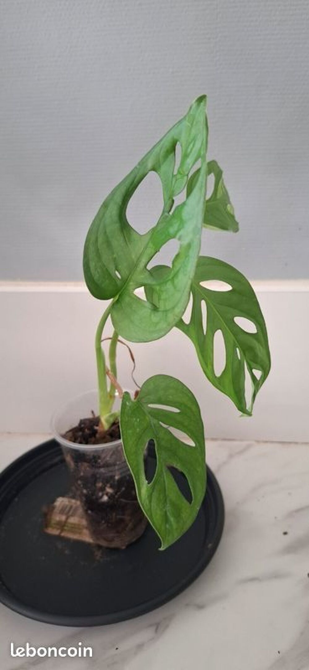 Monstera adansonii bouture 45 Décoration