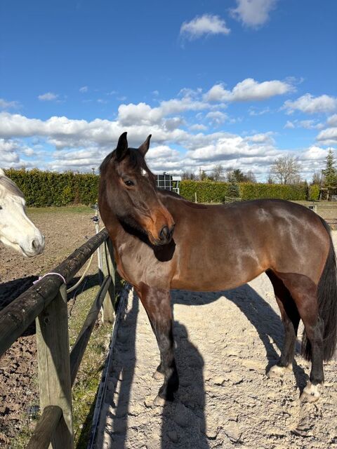 Jument 7 ans 10000 10700 Trouans