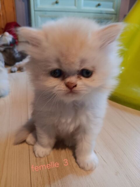 chatons  type persan 600 67190 Grendelbruch