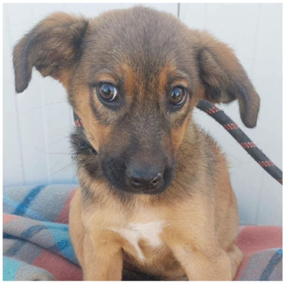   SOS FIRMIN M�LE CASTRE 11MOIS A SAUVER DE ROUMANIE  