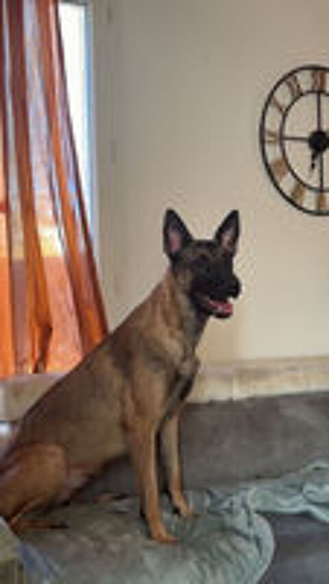   Donne femelle malinois 