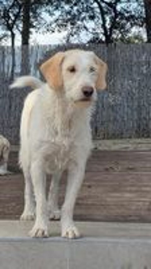   A l'adoption - Bella 2 ans - Douceur et calme  