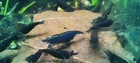 Neocaridina Davidi Blue Velvet 2 95130 Franconville