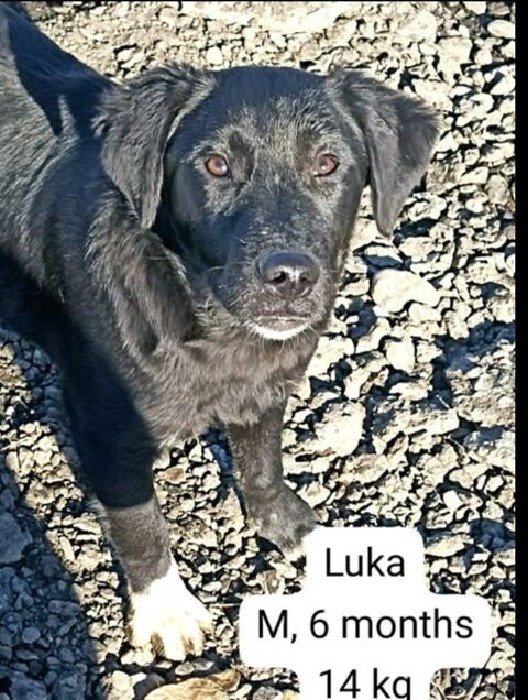 LUKA MÂLE NON CASTRÉ  6 MOIS A SAUVER DE ROUMANIE2 ADOPTION OU ACCEUIL 0 75018 Paris
