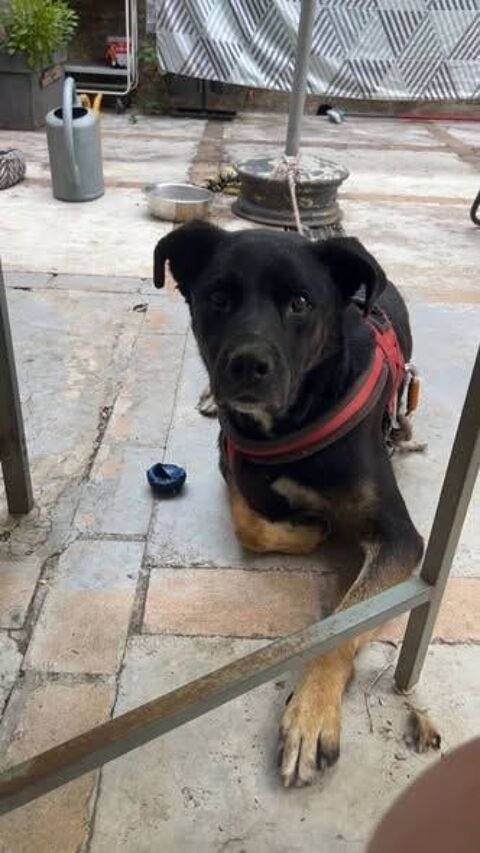 Chien SCOOBY &agrave; l adoption 350 07400 Le teil