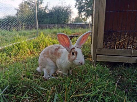IZAA, magnifique lapin Rex crois blier  adopter via l'association UMA 18210 Bessais-le-fromental