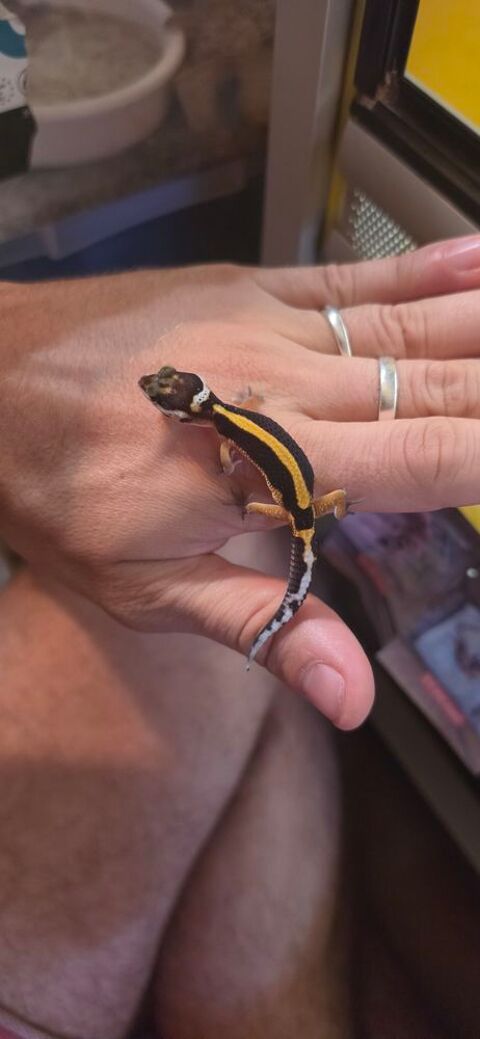 Gecko Leopard Juvenile 100 83210 Solliès-pont