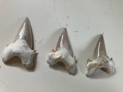 Dents de requin fossiles 200 Saint-François (97)