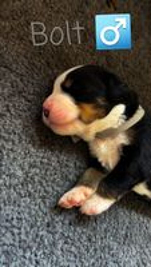   Chiots type bouvier bernois non LOF 